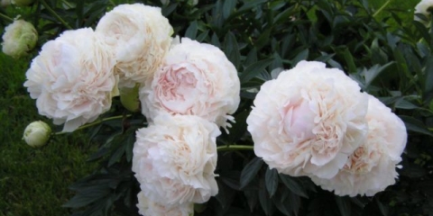 Božur solange: fotografija i opis, recenzije