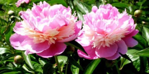 Sorbet od božura: opis i fotografija, recenzije