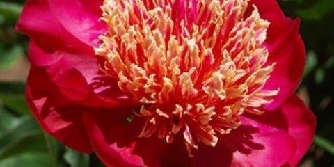 Ples s mačevima (ples s mačevima): fotografija i opis, recenzije