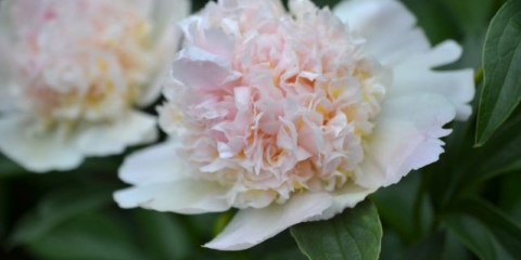 Gornji božur: fotografija i opis, recenzije