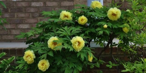 Božur žuti: fotografija i opis sorti