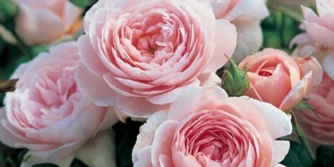 Ruže božura: naziv sorte sa fotografijom