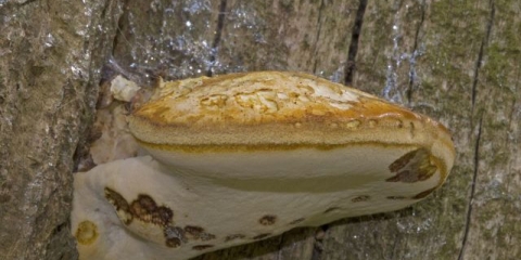 Hrastov piptoporus (hrastova gljiva): fotografija i opis