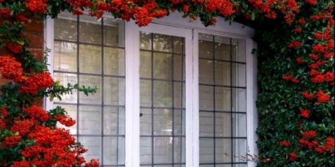 Pyracantha: fotografija i opis grma, sadnja i njega na otvorenom polju, recenzije