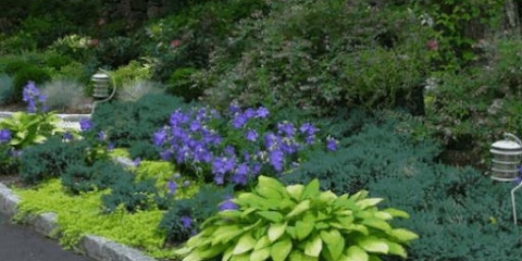 Platikodon: uzgoj i njega na otvorenom polju