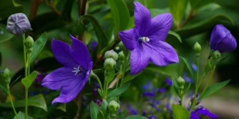 Platikodon: uzgoj iz sjemena kod kuće