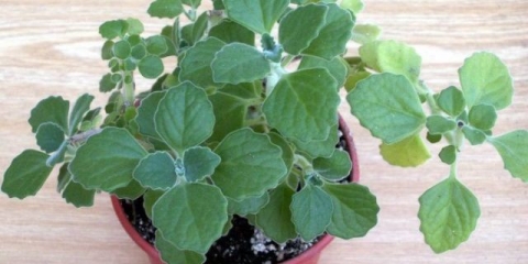 Plectranthus (sobna kovnica, kućni): vrste i sorte sa fotografijama i opisima, korisnim svojstvima, primjenom