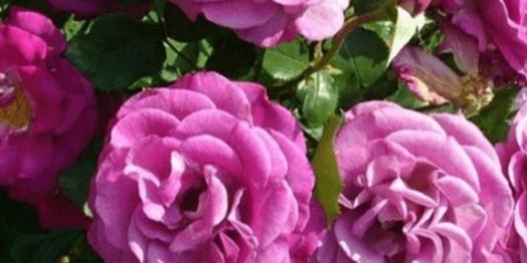 Penjački hibrid čajne ruže violette parfumee (parfem ljubičice)