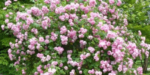 Penjački park ruža cordes jasmina (jasmin): opis, fotografija u vrtu