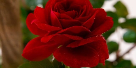 Ruža penjačica amadeus (amadeus): fotografija i opis, recenzije