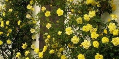 Zlatni tuš ruže penjačice (zlatni tuš): fotografija i opis, recenzije