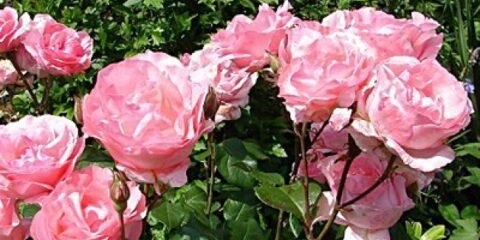 Ruža penjačica grandiflora queen elizabeth (kraljica, kraljica elizabeta)