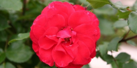 Laguna ruža penjačica (plava laguna): fotografija i opis, recenzije