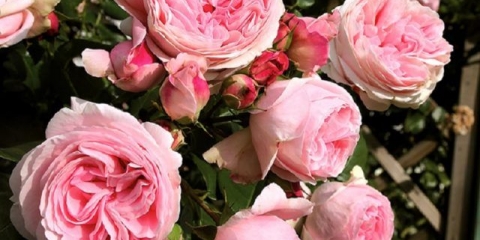 Lawinia ruža penjačica (lavinia): opis, karakteristike, recenzije