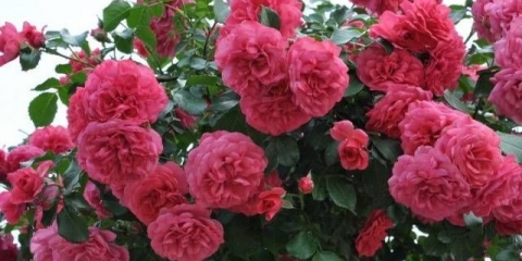 Ruža penjačica rosarium uetersen: sadnja i njega