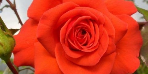 Ruža penjačica salita (salita): fotografija i opis, recenzije