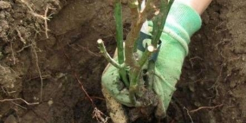 Ruža penjačica santana: sadnja i njega