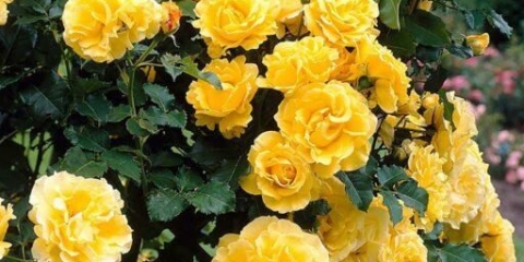 Sorta ruža penjačica zlatni parfem (zlatni parfem): sadnja i njega