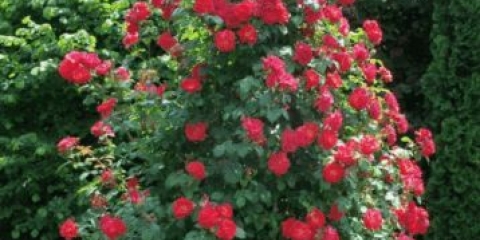 Crveni svjetionik sorti ruža penjačica: sadnja i njega