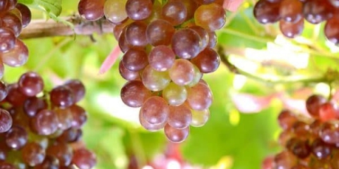 Prednosti i mane libijskog grožđa
