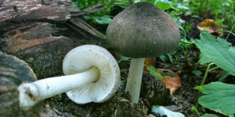 Ljuskava pošast (nalik lepiotu, ljuskava bič): fotografija i opis