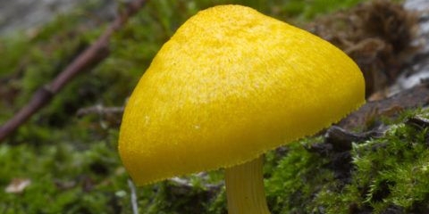 Plyutey fenzl: fotografija i opis