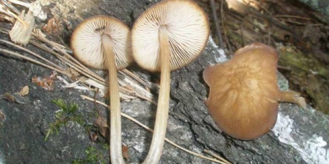 Plyutey blatonoga (mala kapa): fotografija i opis