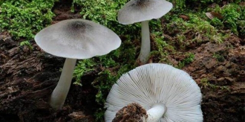 Bič od vrbe (vrba): fotografija i opis