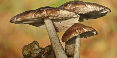 Jelenski bič (jelena gljiva): fotografija i opis, recepti