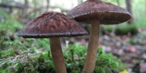 Umber bič: fotografija i opis