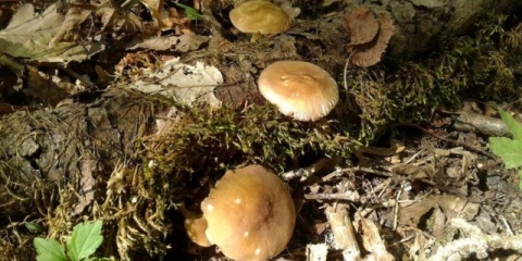 Plutey veiny: fotografija i opis