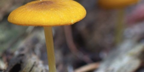 Plutey zlatne boje (zlatno-braon): fotografija i opis