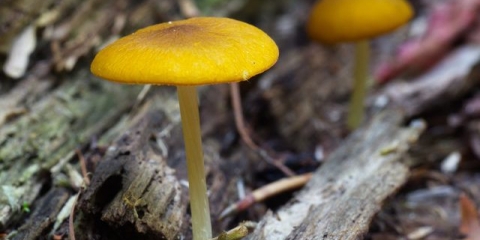 Bič sa zlatnim žilama: fotografija i opis