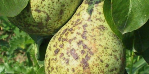 Plodovi kruške pucaju i trunu na drvetu: 5 razloga zašto pocrne na granama prije nego što sazriju