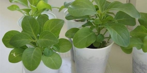 Loše sadnice petunije: zašto ne klija i šta učiniti