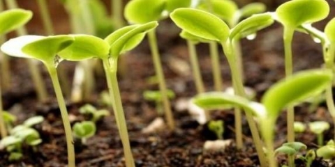 Krastavci slabo rastu u stakleniku