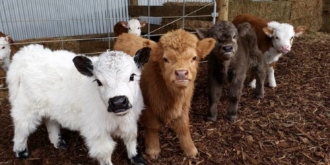 Upala pluća kod goveda: simptomi i liječenje