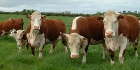 Zašto su britanske rase krava popularne kod uzgajivača?
