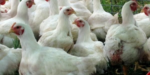 Zašto brojleri padaju na noge i šta učiniti u vezi s tim?