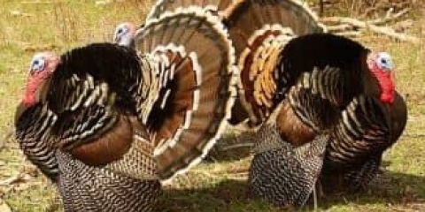 Zašto su bronzane ćurke tako popularne u rusiji