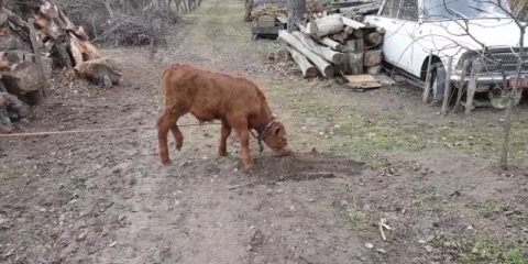 Zašto bikovi jedu zemlju