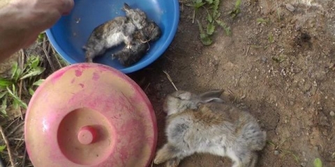 Zašto zečevi umiru