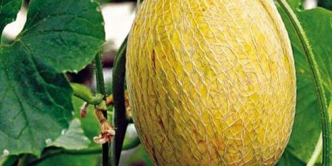 Zašto dinja miriše na aceton?