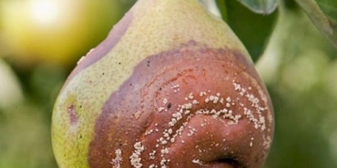 Zašto kruške trunu na drvetu i šta učiniti s tim?