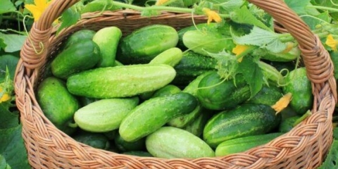 Zašto su krastavci gorki na otvorenom polju: šta učiniti, razlozi