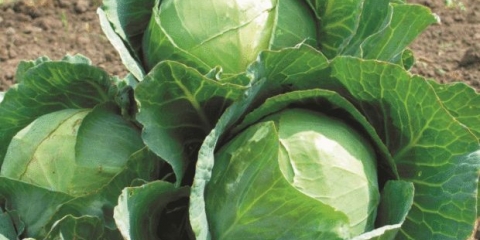 Zašto je svježi bijeli kupus gorak i šta učiniti