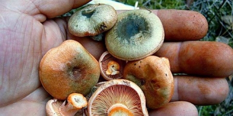 Zašto su pečurke postale zelene