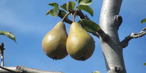 Zašto kruška ne cvjeta i ne donosi plod i šta učiniti?