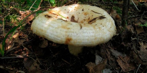 Zašto su mliječne gljive gorke: uzroci i načini da se riješite gorčine