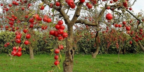 Zašto jabuka ne cveta i ne donosi plod
